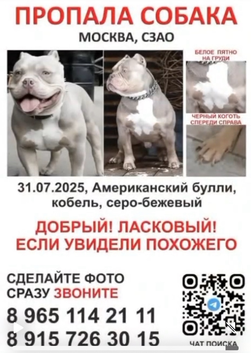 Пропала собака в Клине — фото объявления