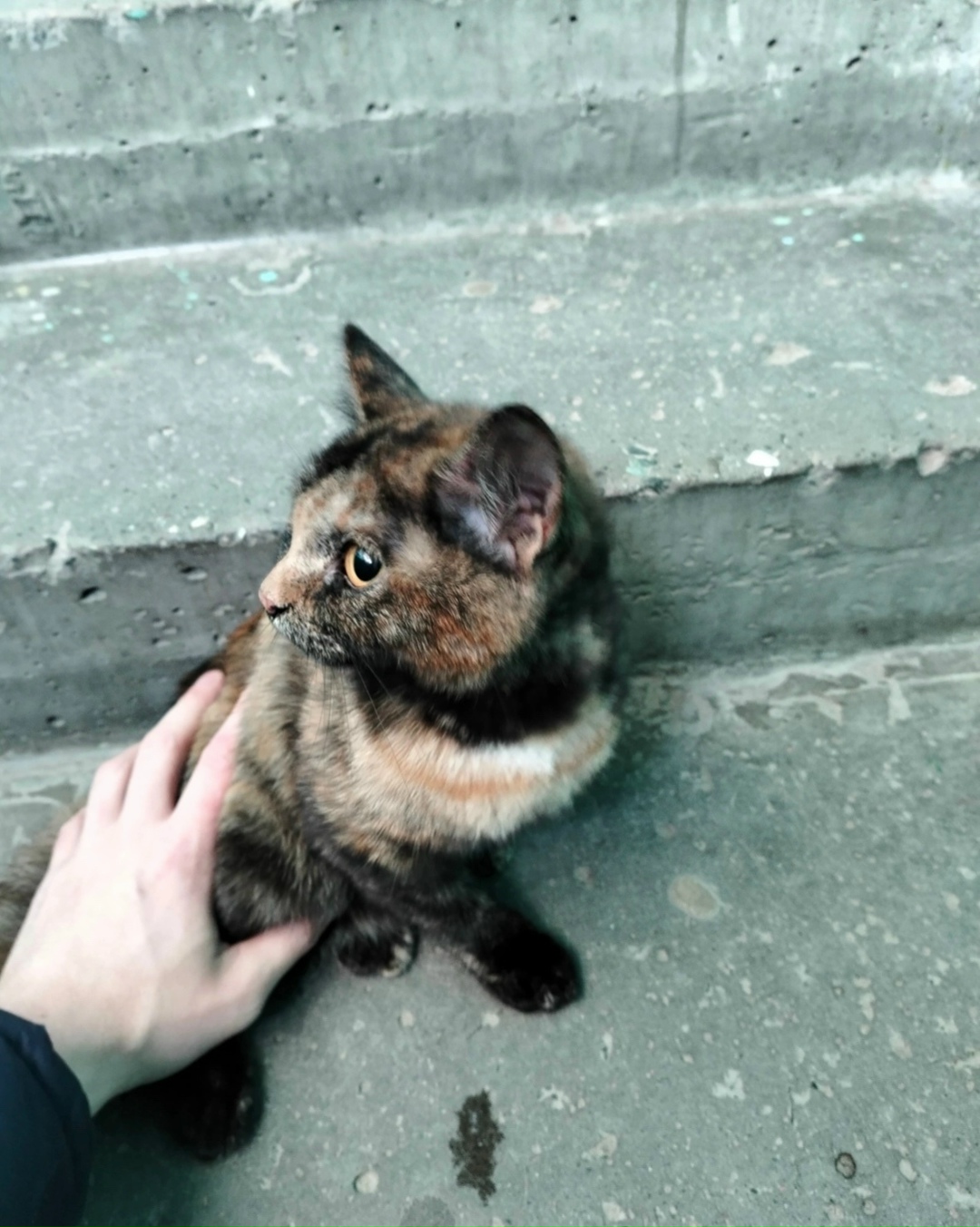 Найдена кошка в Сургуте — фото объявления