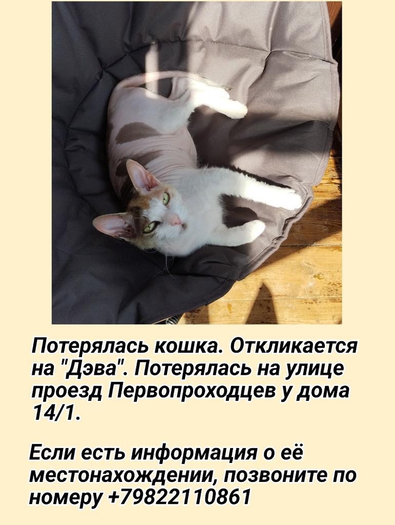 Пропала кошка в Сургуте — фото объявления