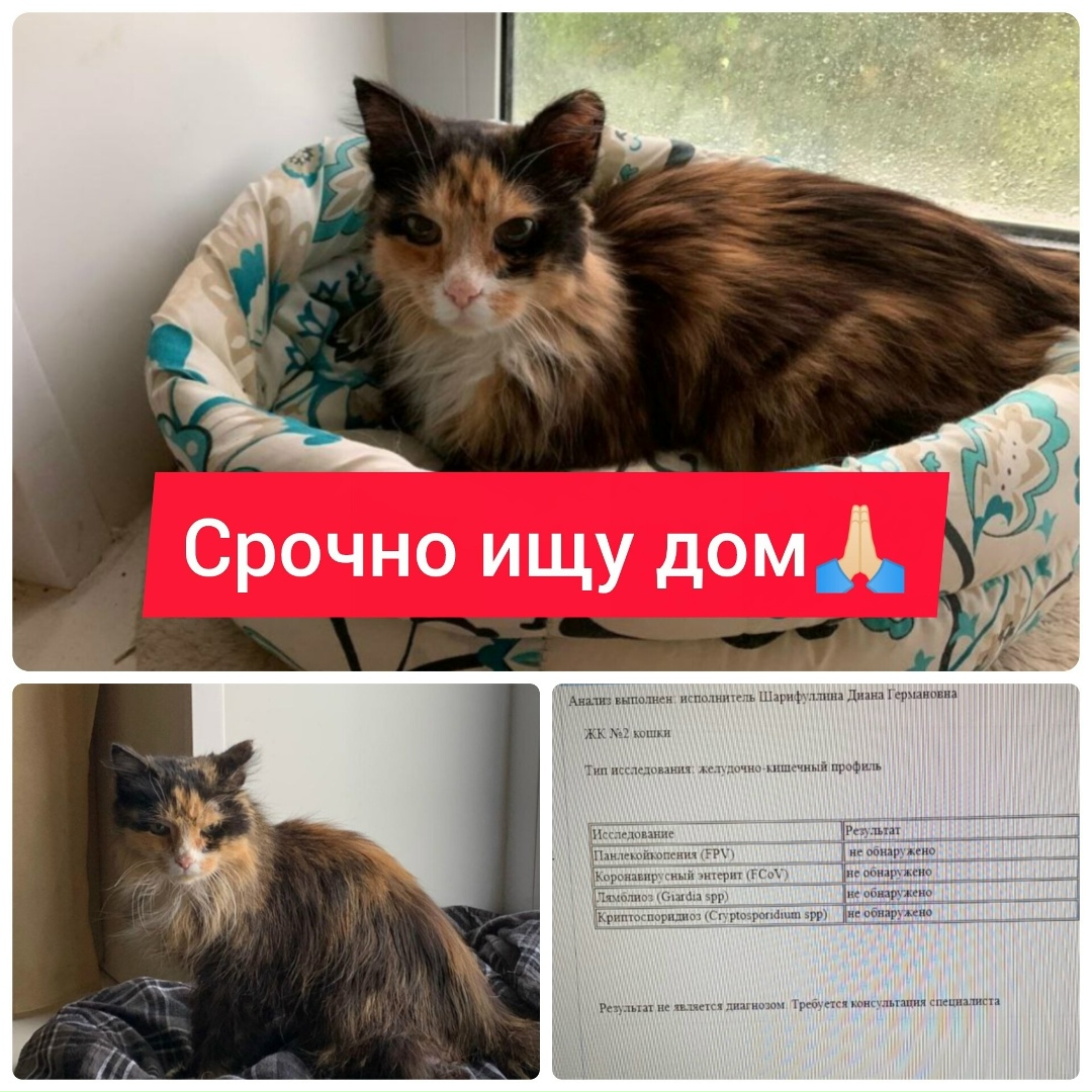 Найдена собака в Сургуте — фото объявления