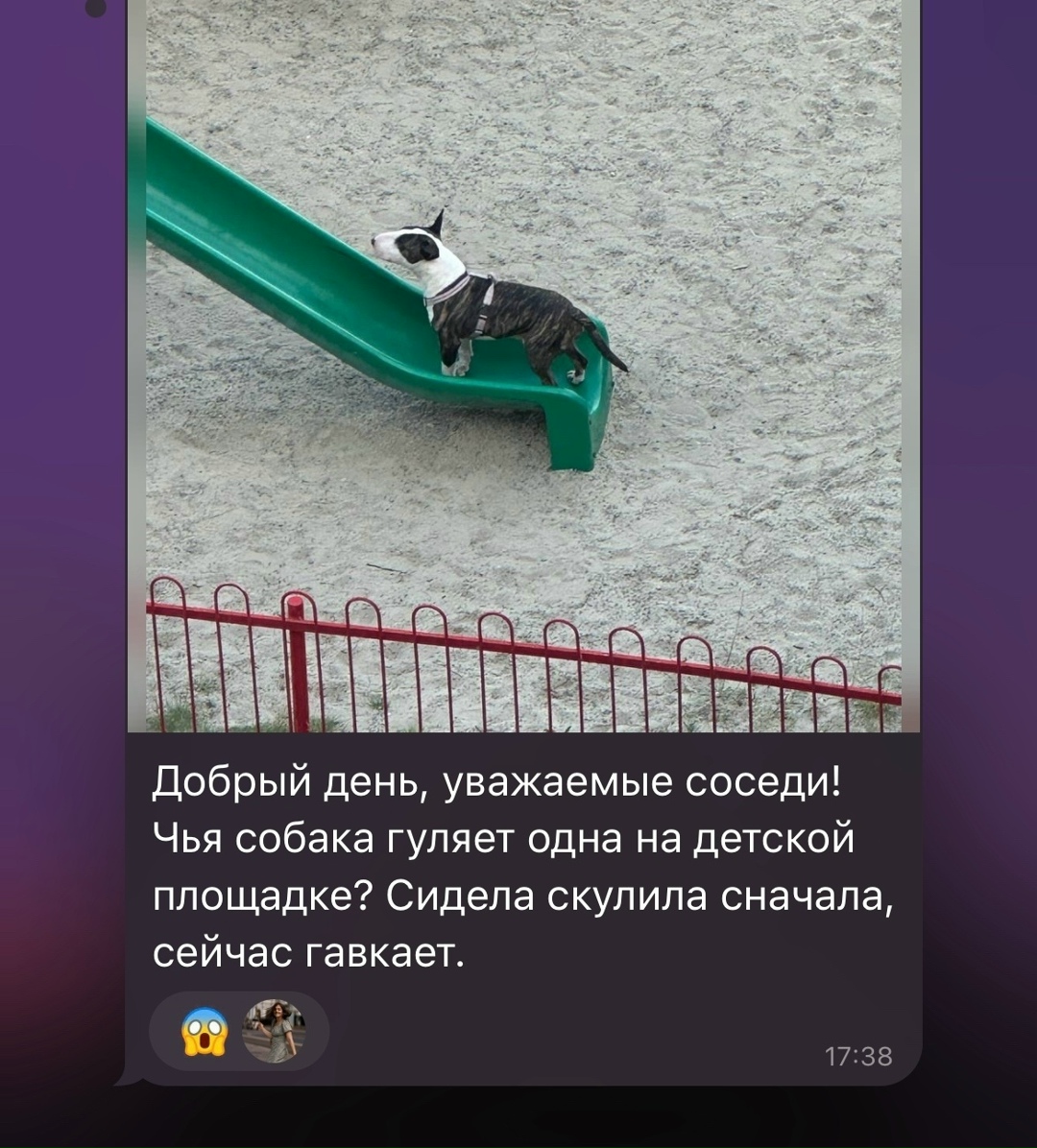 Пропала собака в Сургуте — фото объявления