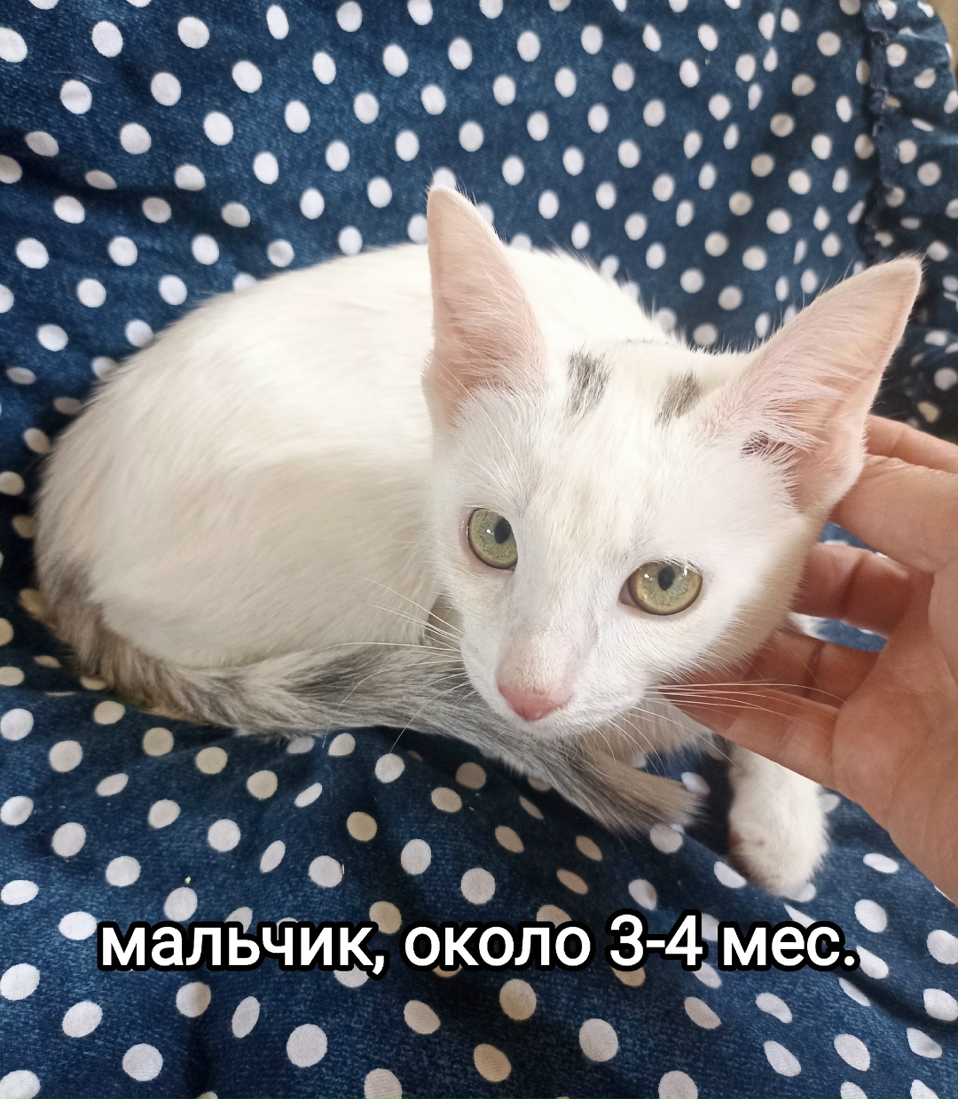 Найдена собака в Егорьевске — фото объявления
