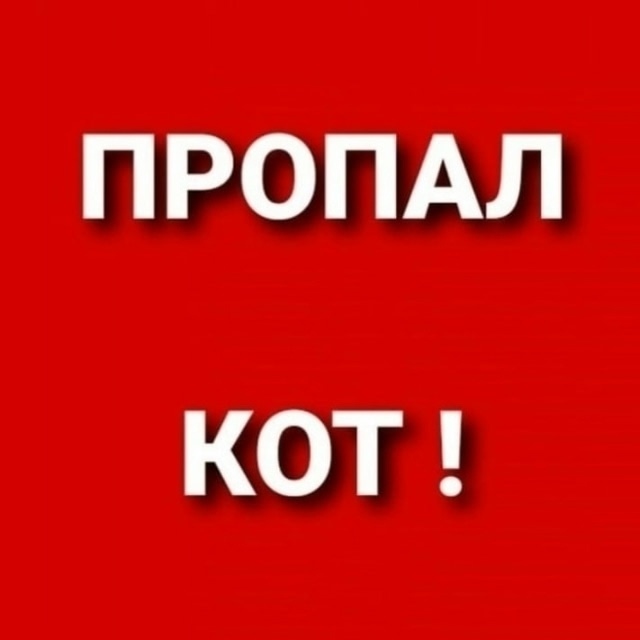 Пропала кошка в Ржеве — фото объявления
