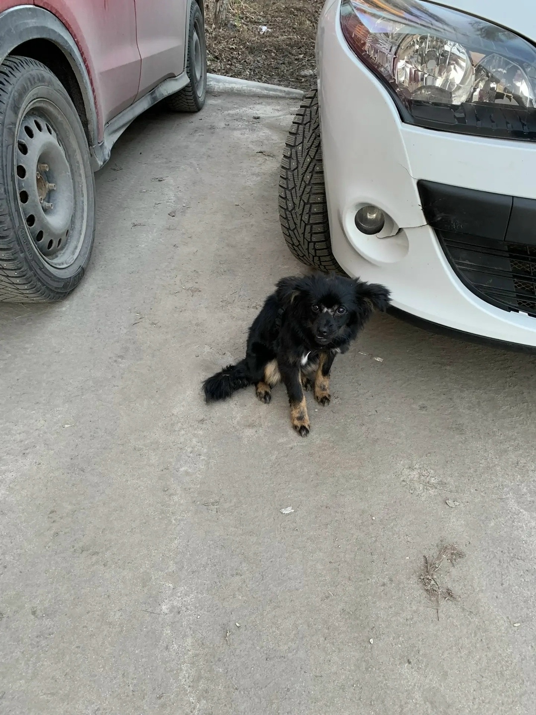 Найдена собака в Старом Осколе — фото объявления