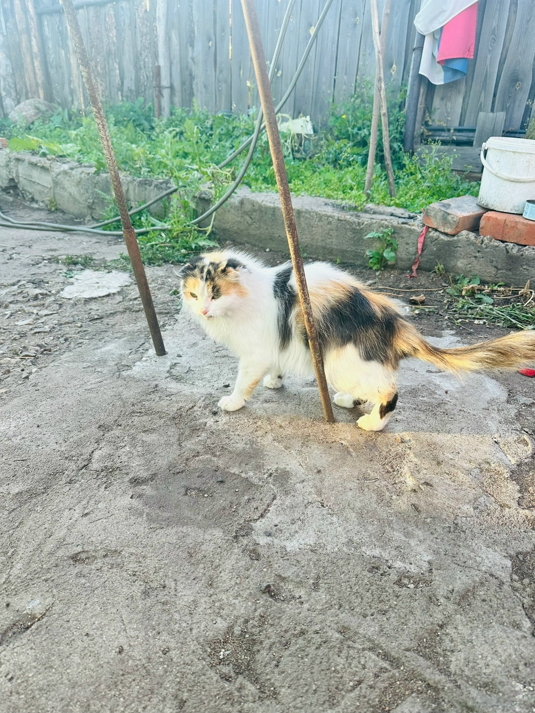 Пропала кошка в Троицке — фото объявления