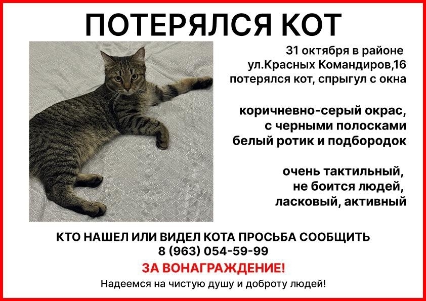 Пропала кошка в Екатеринбурге — фото объявления