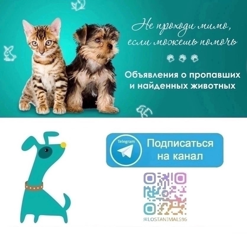 Найдена собака в Екатеринбурге — фото объявления