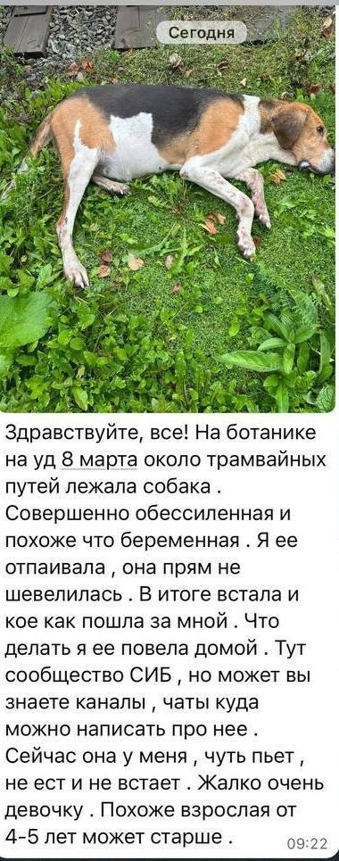 Найдена собака в Екатеринбурге — фото объявления