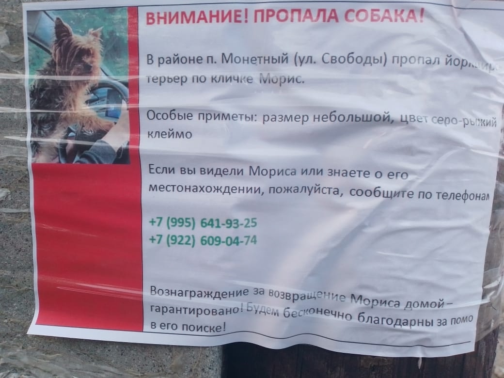 Пропала собака в Екатеринбурге — фото объявления