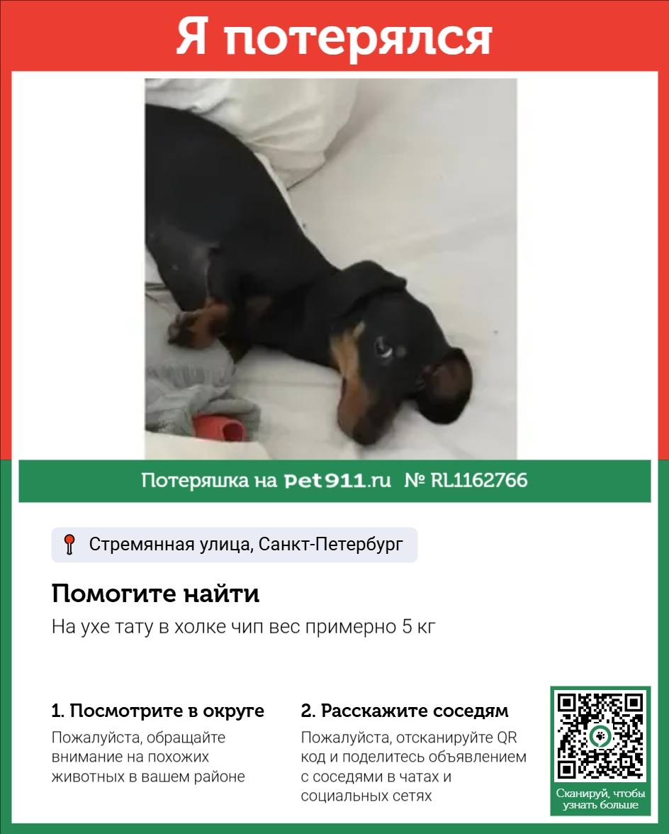Пропала собака в Балакове — фото объявления