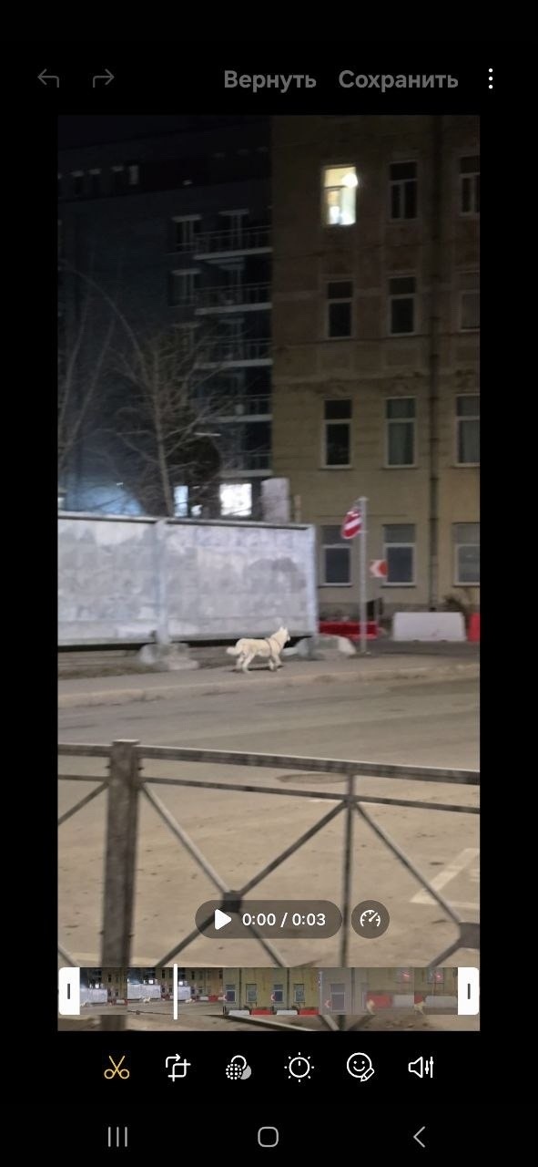 Пропала собака в Балакове — фото объявления