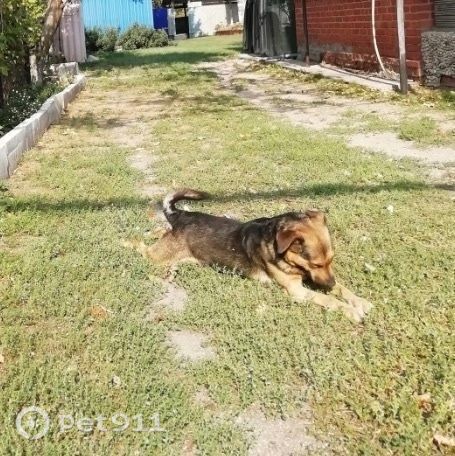 Пропала собака в Балакове — фото объявления
