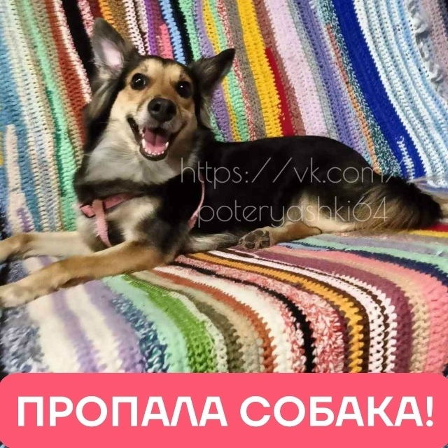 Пропала собака в Балакове — фото объявления