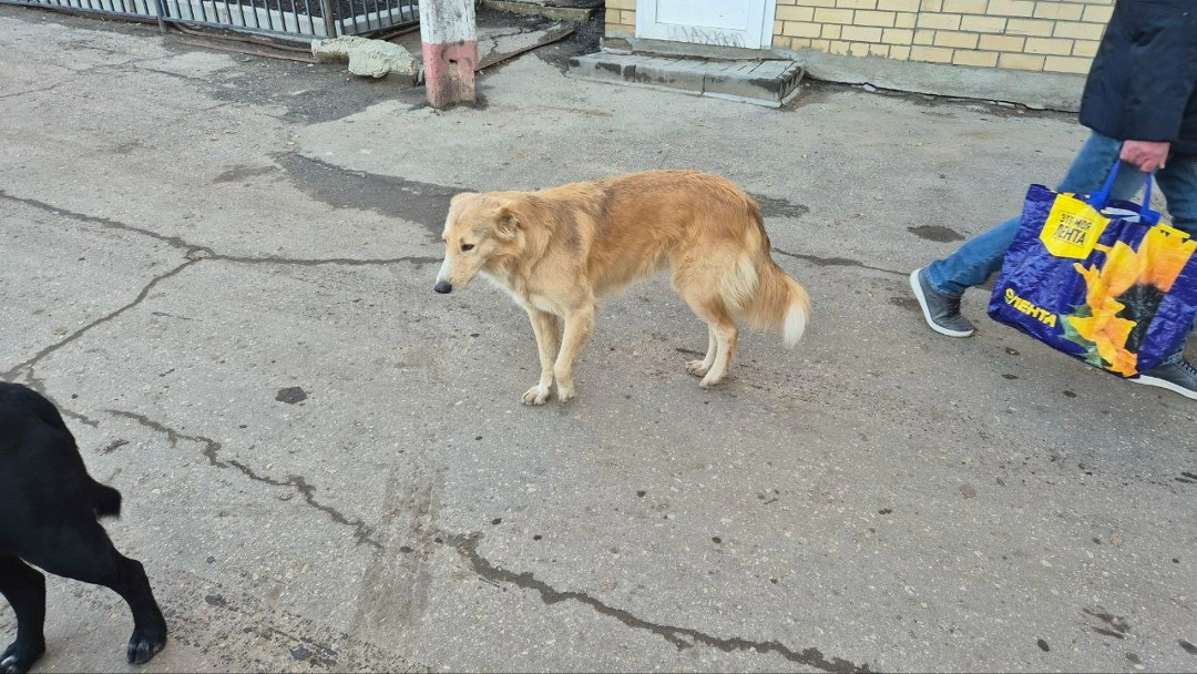 Пропала собака в Балакове — фото объявления