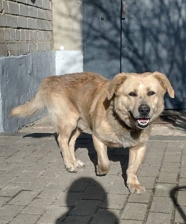 Пропала собака в Белгороде — фото объявления