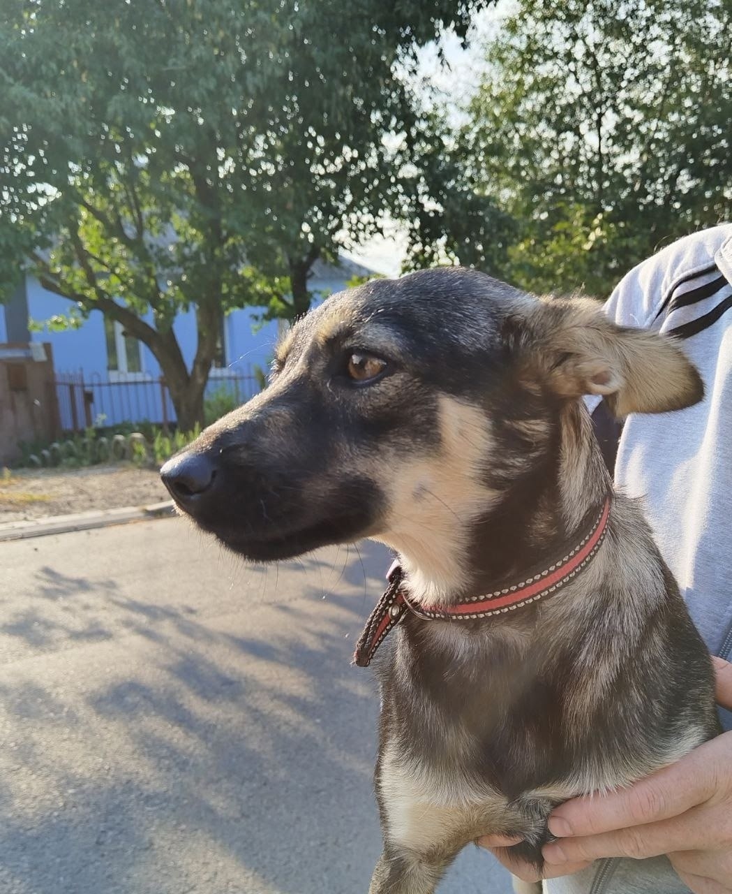 Пропала собака в Белгороде — фото объявления