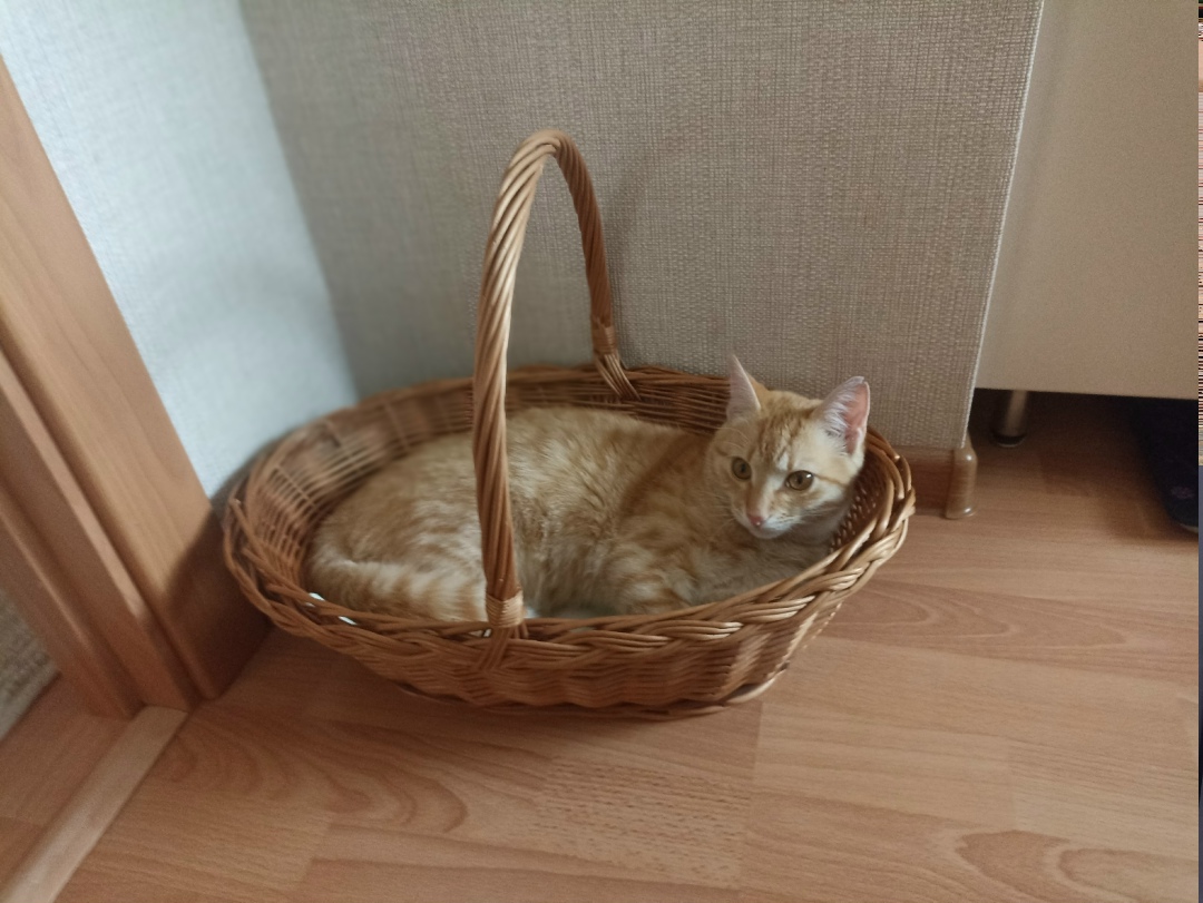 Пропала кошка в Белгороде — фото объявления