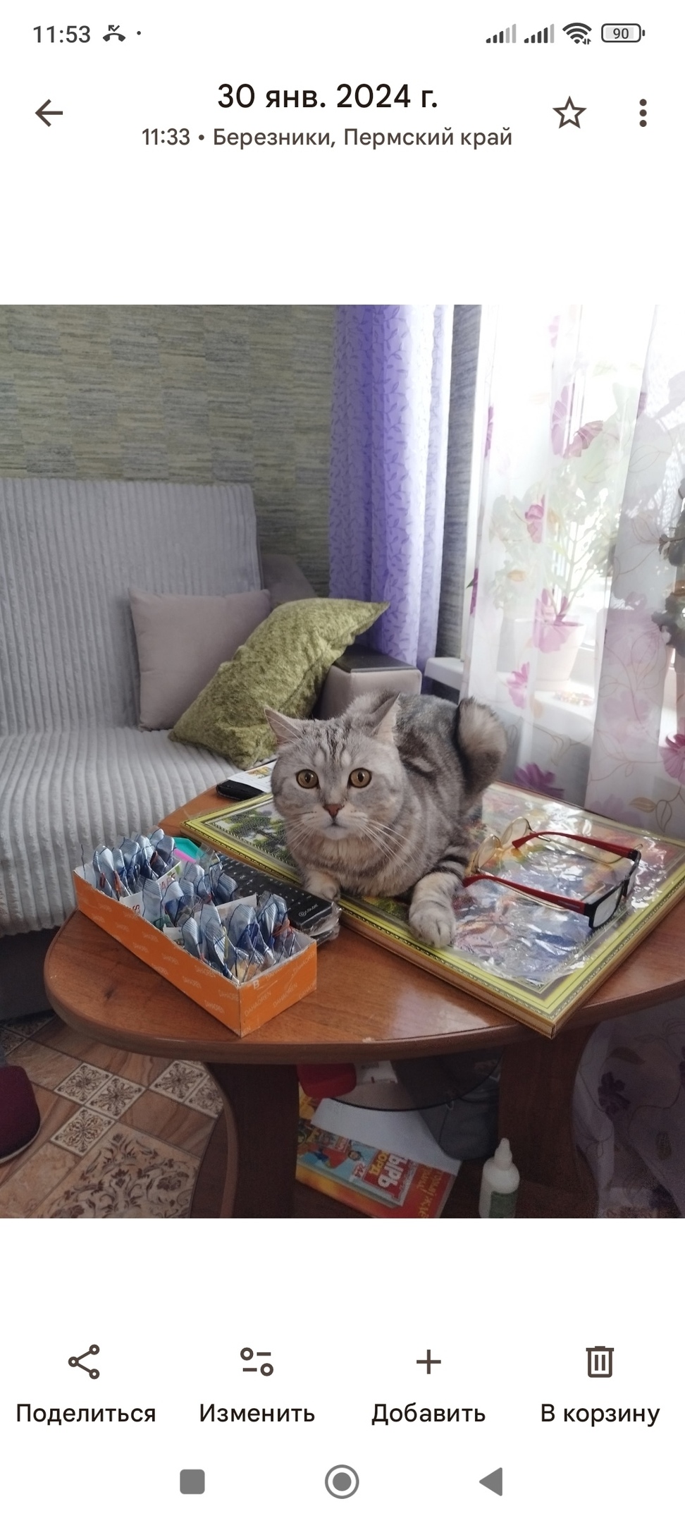 Пропала кошка в Кудрове — фото объявления