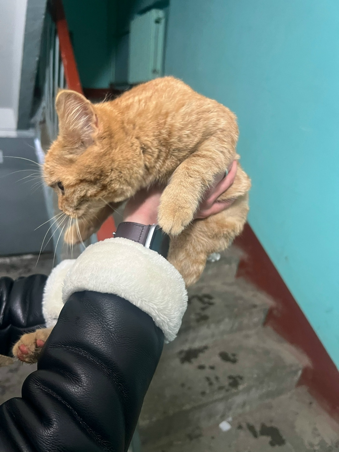 Найдена кошка в Кудрове — фото объявления
