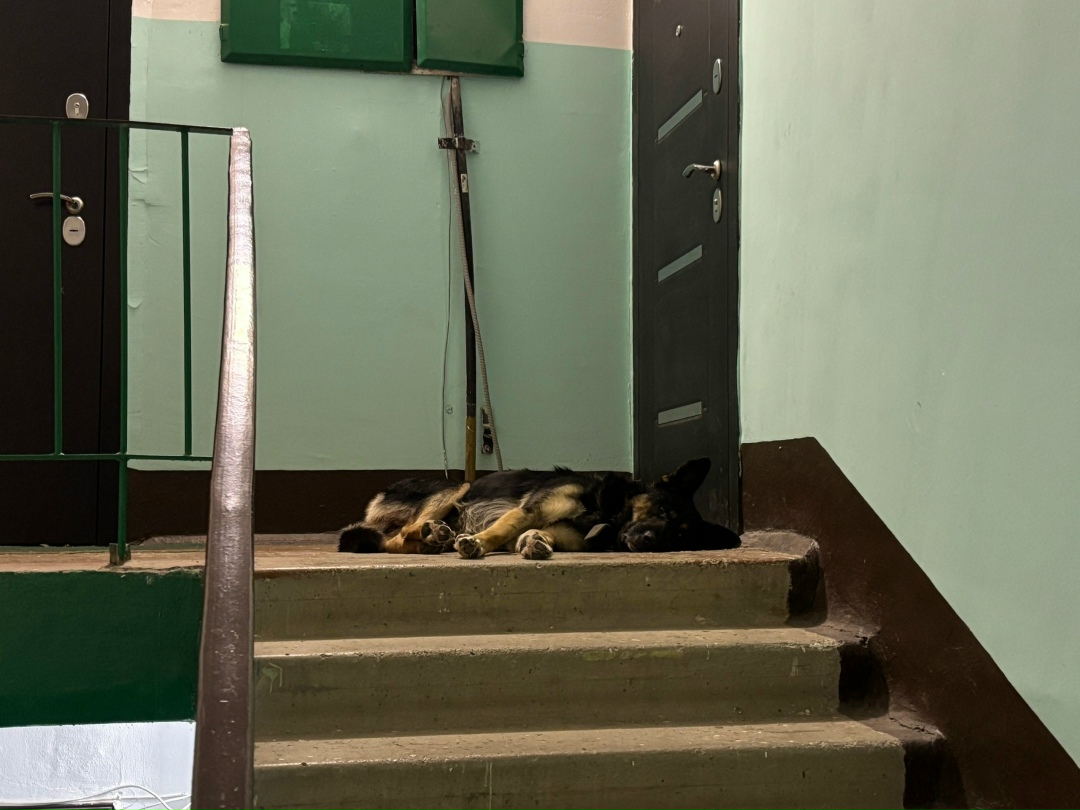 Пропала собака в Кудрове — фото объявления