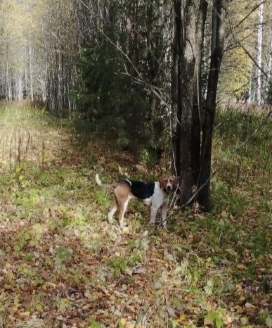 Пропала собака в Кудрове — фото объявления