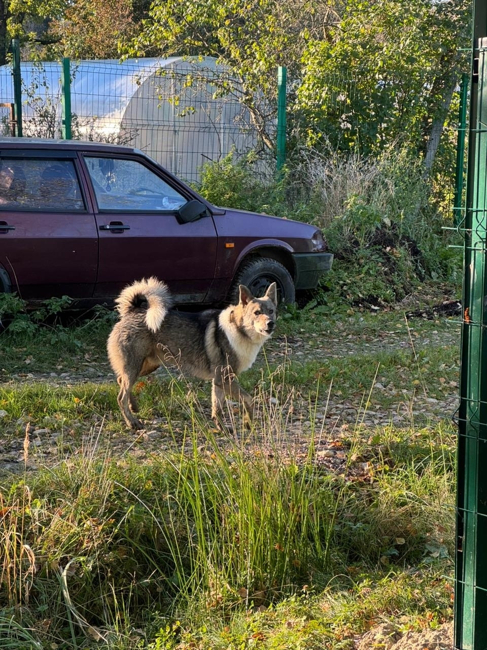 Пропала собака в Гатчине — фото объявления