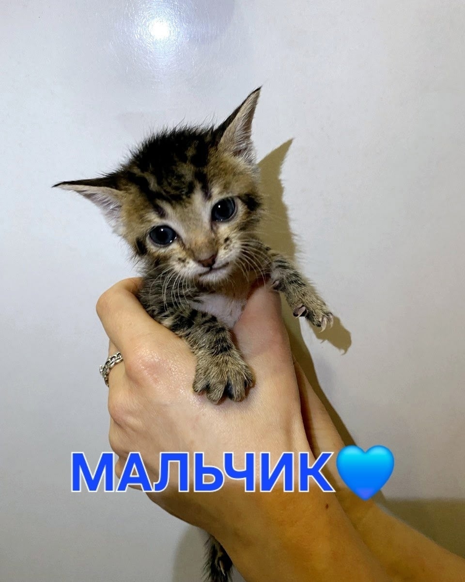 Пропала кошка в Гатчине — фото объявления
