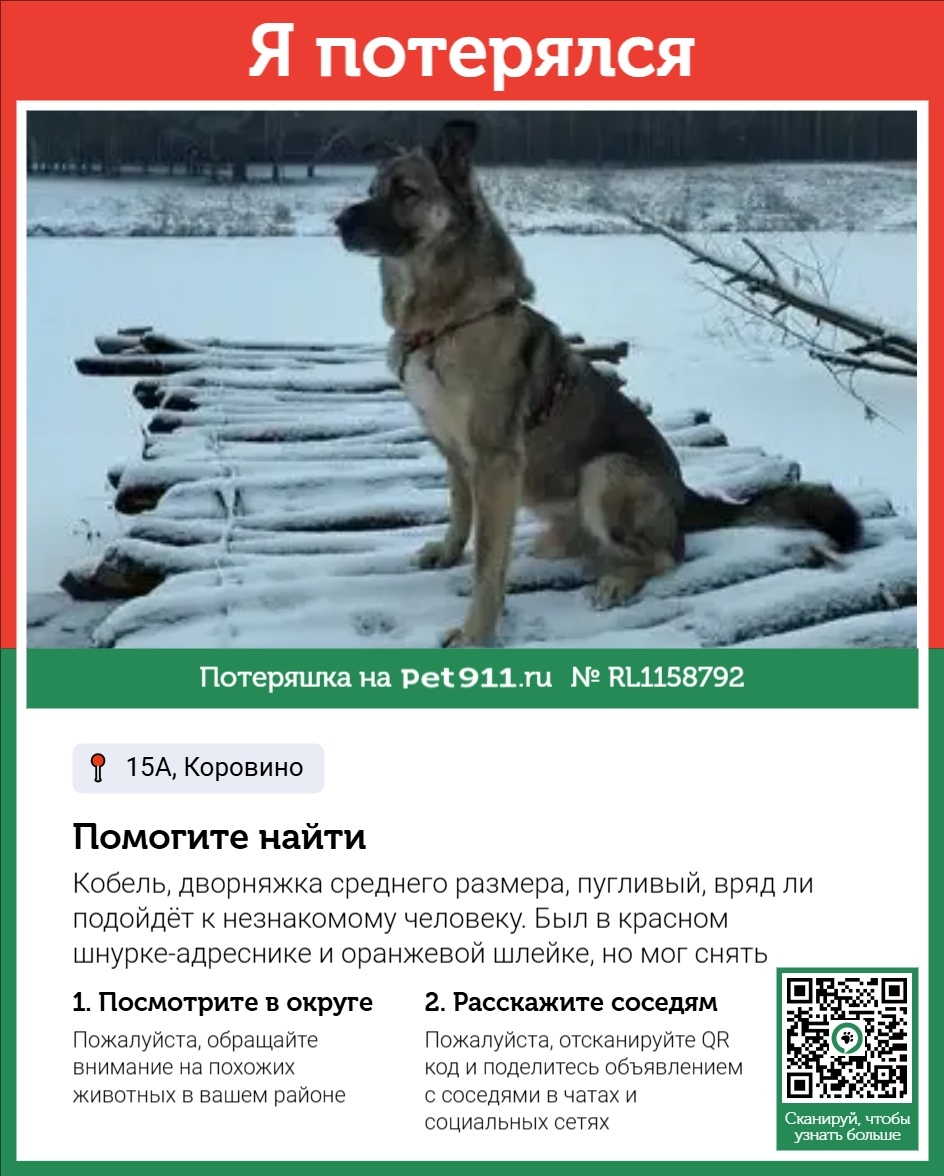 Пропала собака в Ейске — фото объявления
