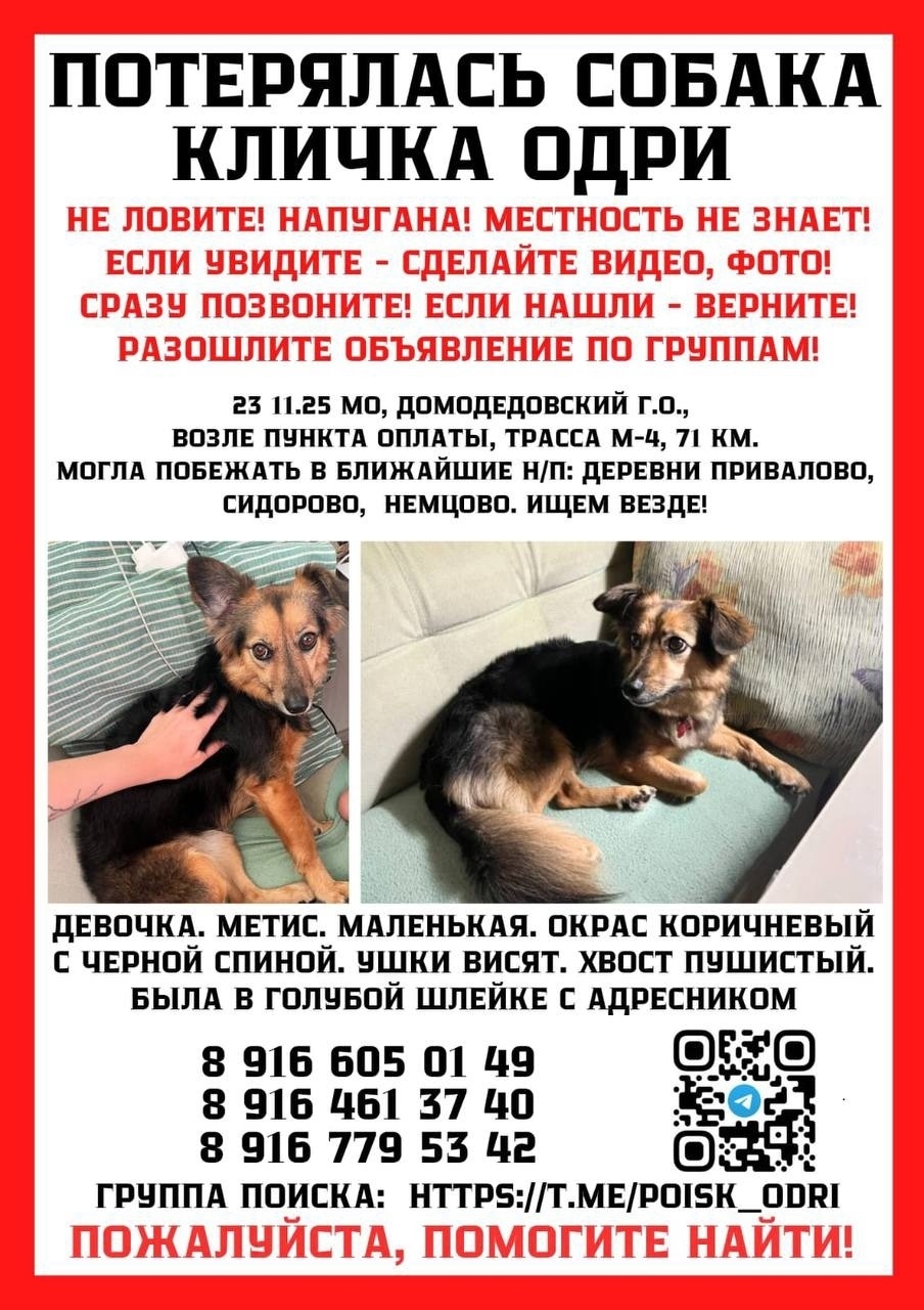 Пропала собака в Домодедове — фото объявления