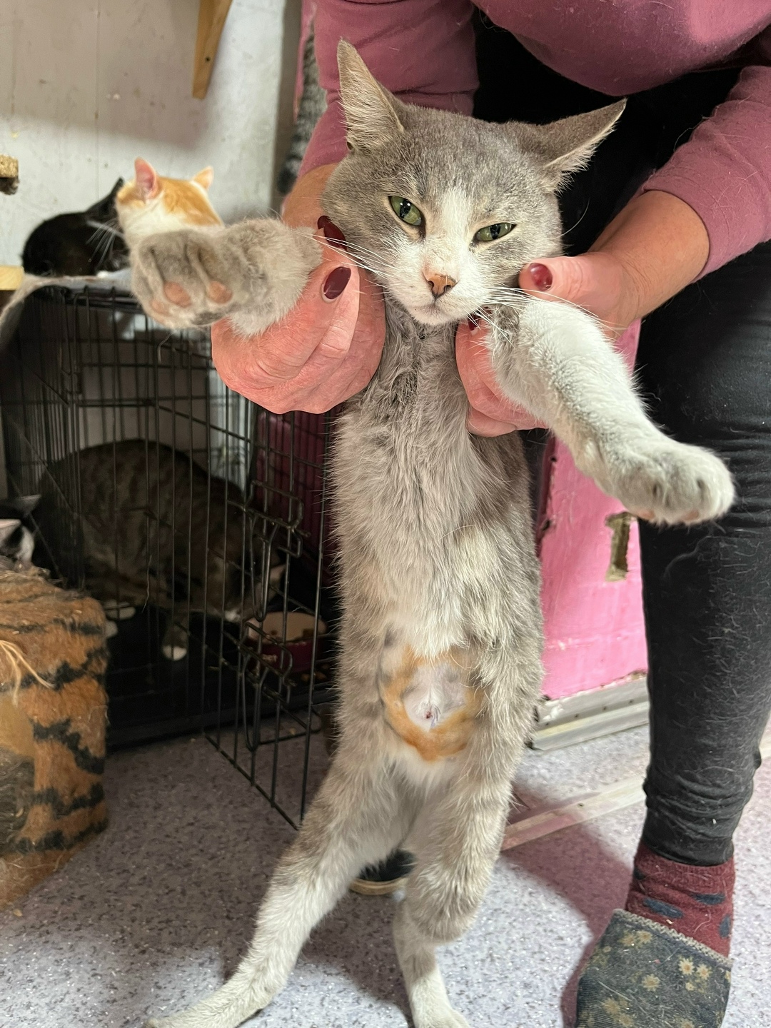 Найдена кошка в Домодедове — фото объявления