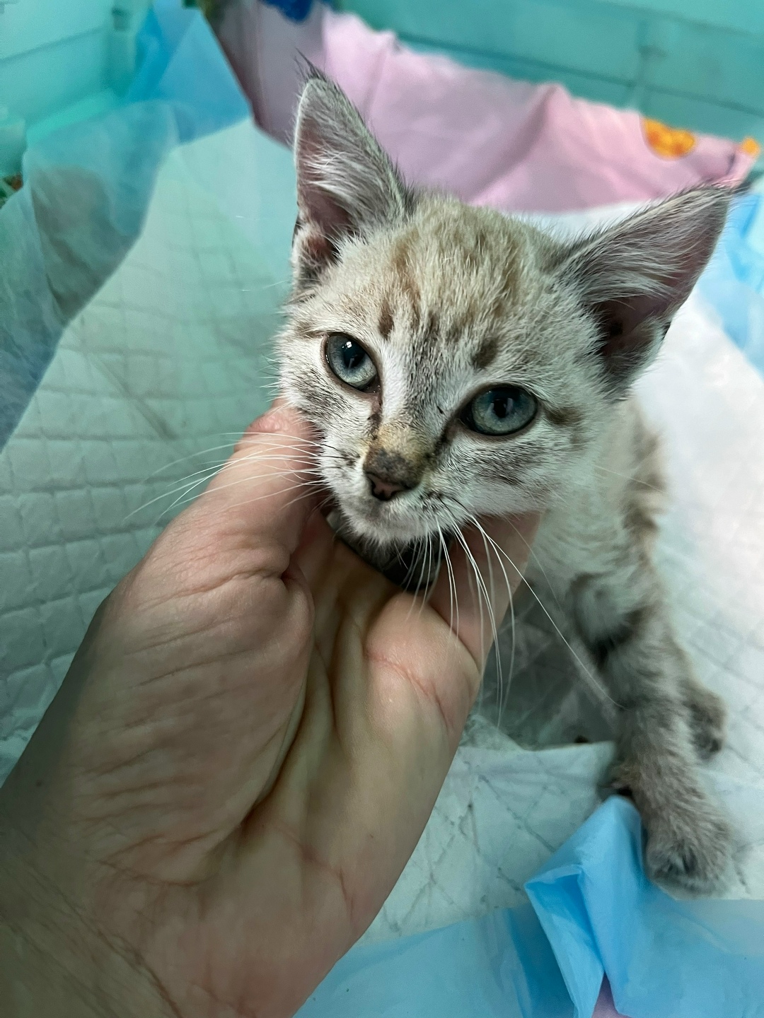 Найдена кошка в Домодедове — фото объявления