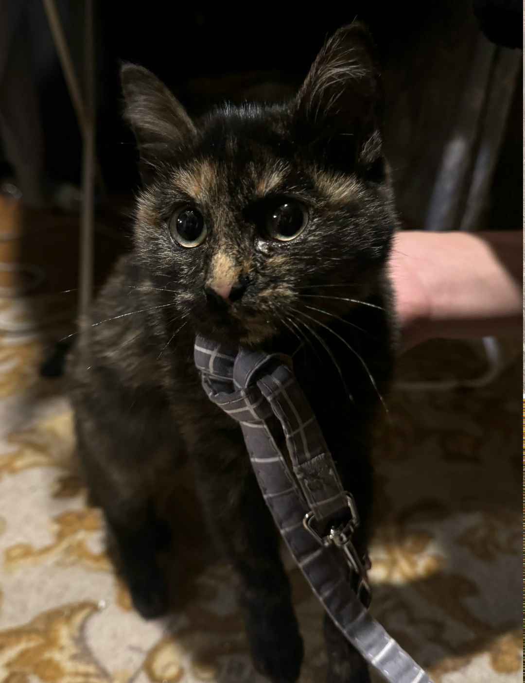Найдена кошка в Домодедове — фото объявления