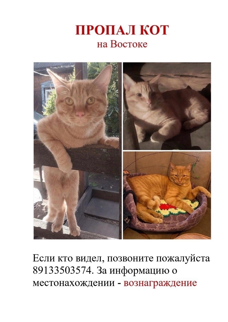 Пропала кошка в Домодедове — фото объявления