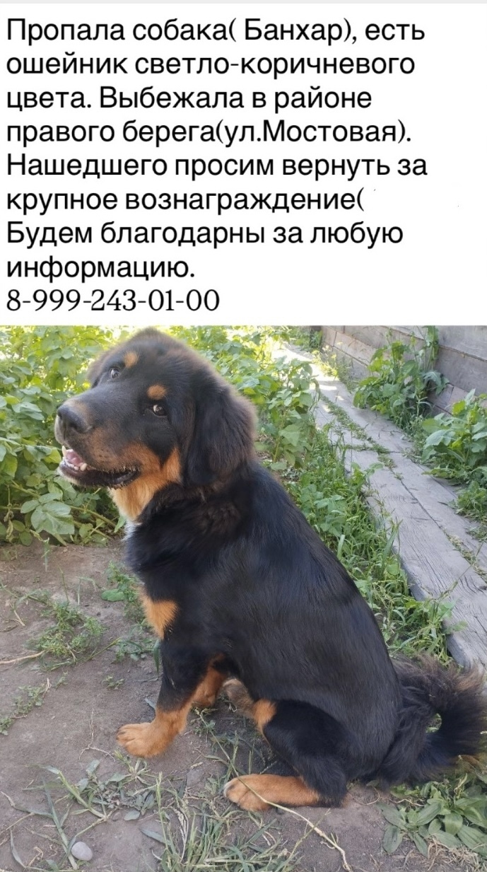 Пропала собака в Домодедове — фото объявления