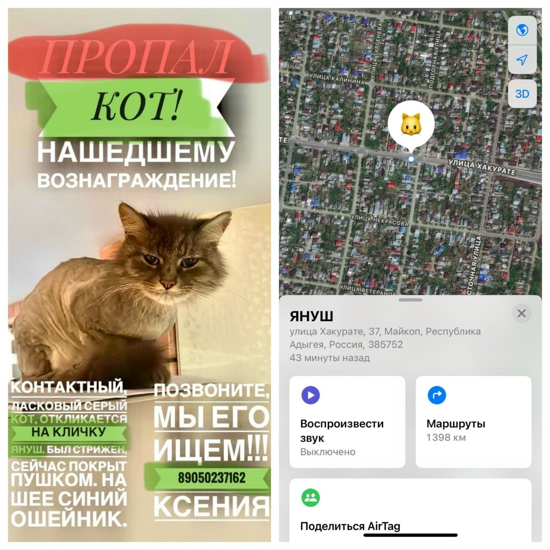 Пропала кошка в Майкопе — фото объявления