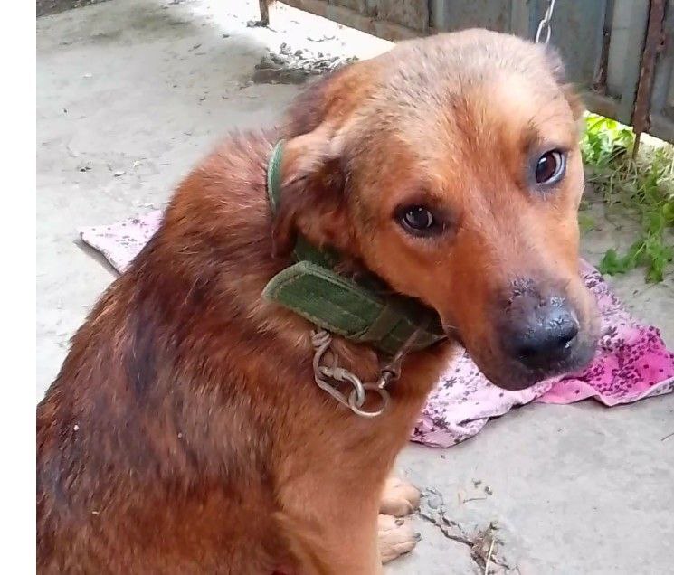 Пропала собака в Майкопе — фото объявления