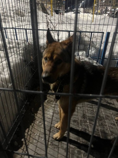 Пропала собака в Сургуте — фото объявления