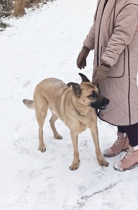 Пропала собака в Норильске — фото объявления