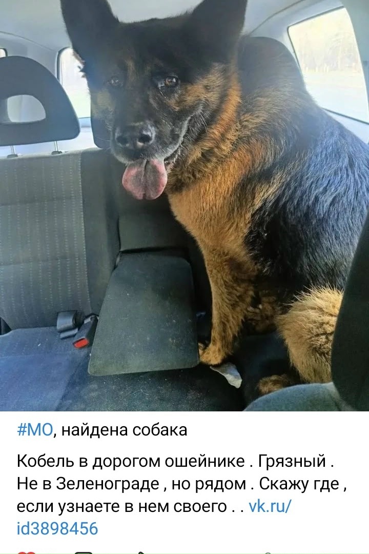 Объявление о питомце в Раменском — фото объявления