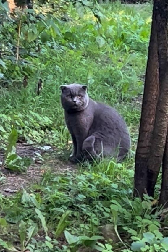 Пропала кошка в Раменском — фото объявления