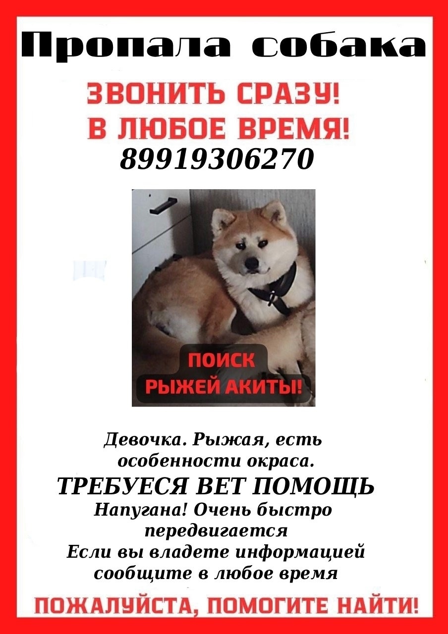 Пропала собака в Раменском — фото объявления