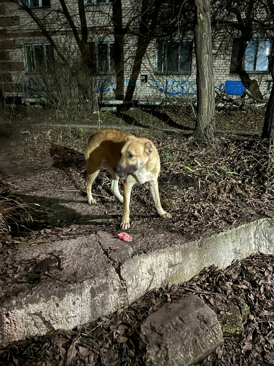 Пропала собака в Сызрани — фото объявления