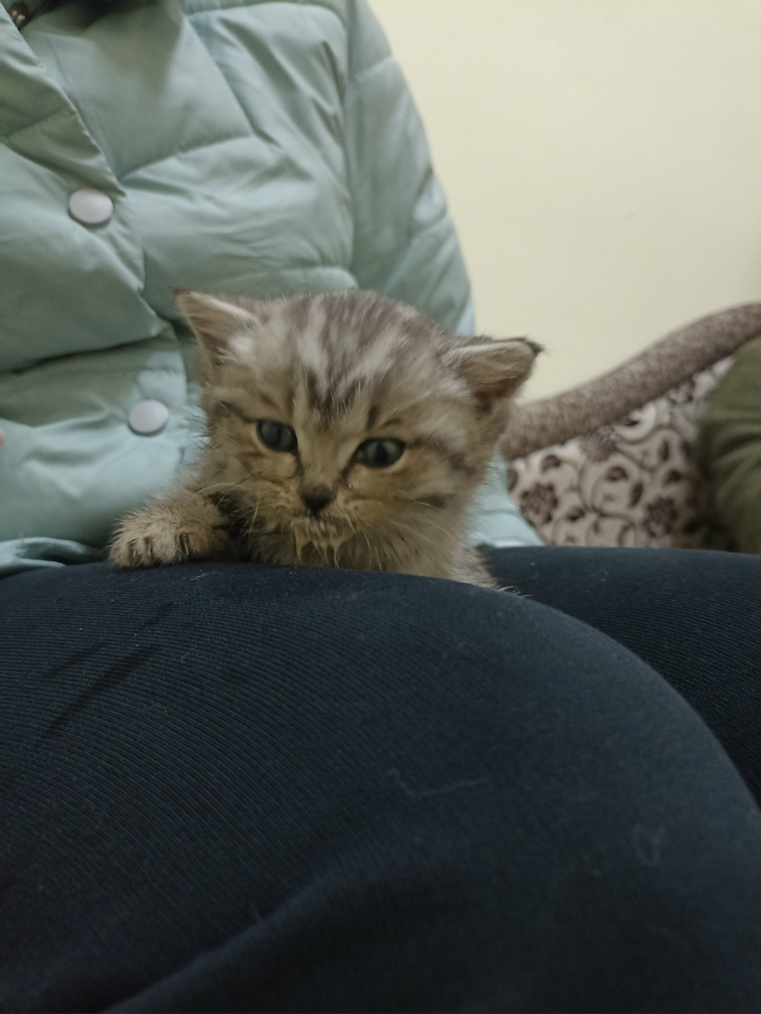 Найдена кошка в Сызрани — фото объявления