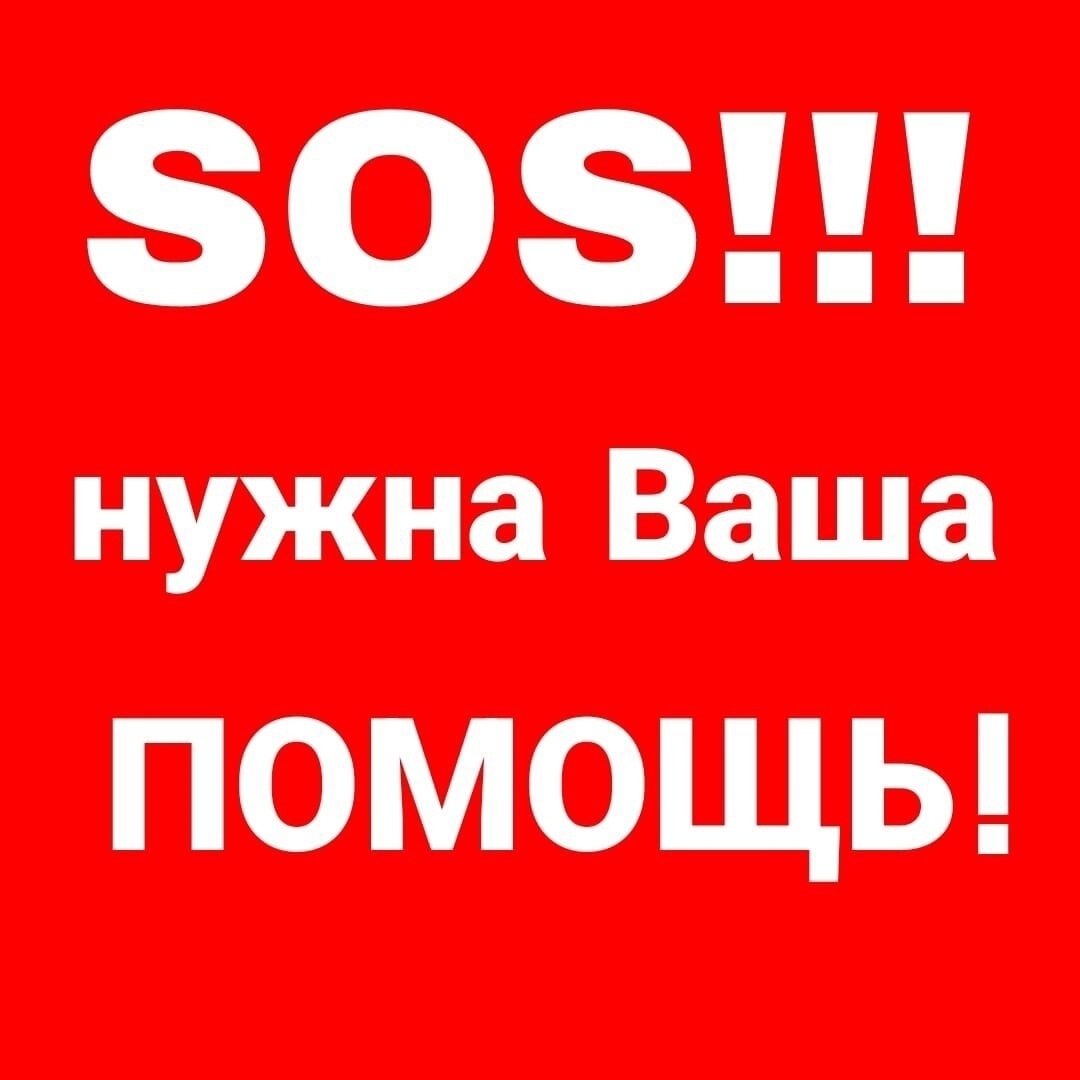 Пропала собака в Ярославле — фото объявления
