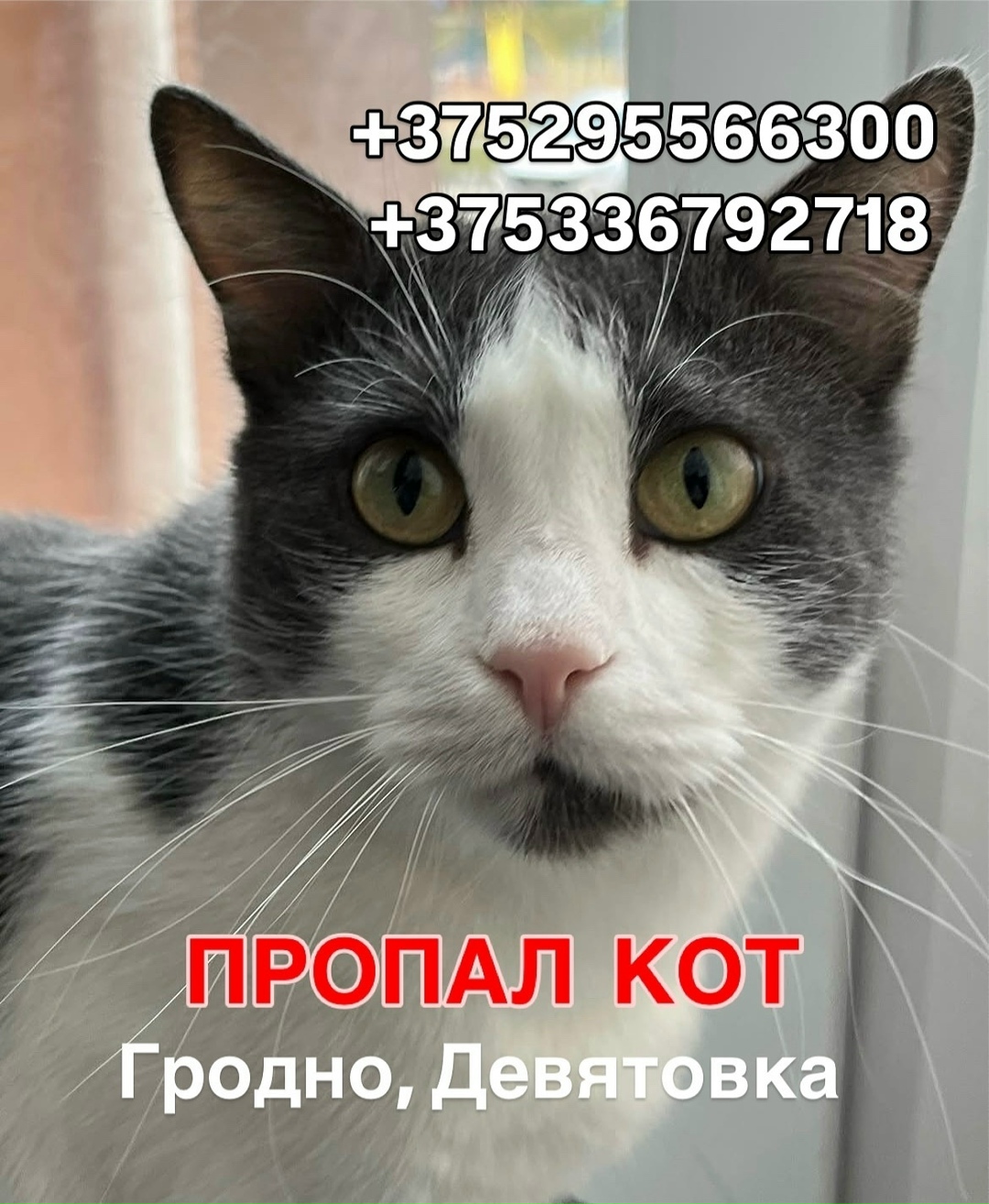 Найдена собака в Ярославле — фото объявления