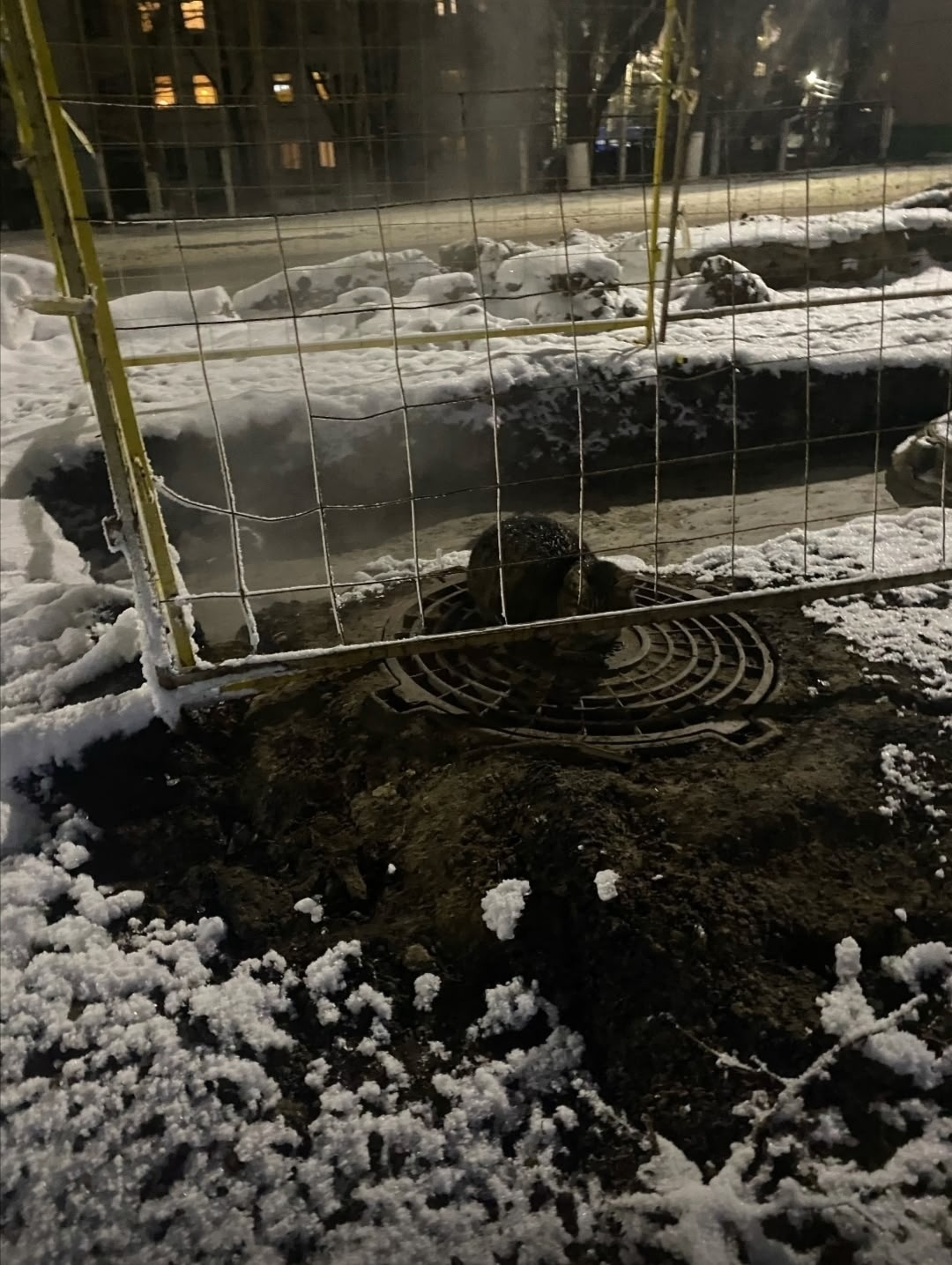 Пропала кошка в Чебоксарах — фото объявления