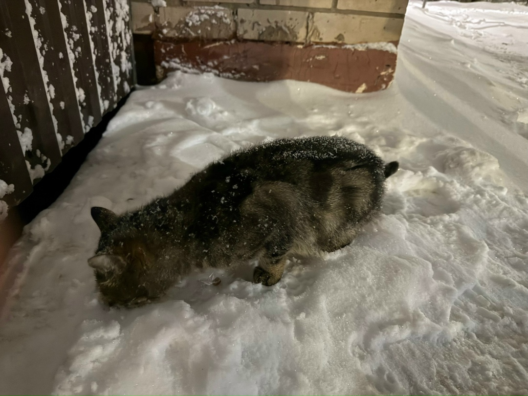 Найдена кошка в Кирове — фото объявления
