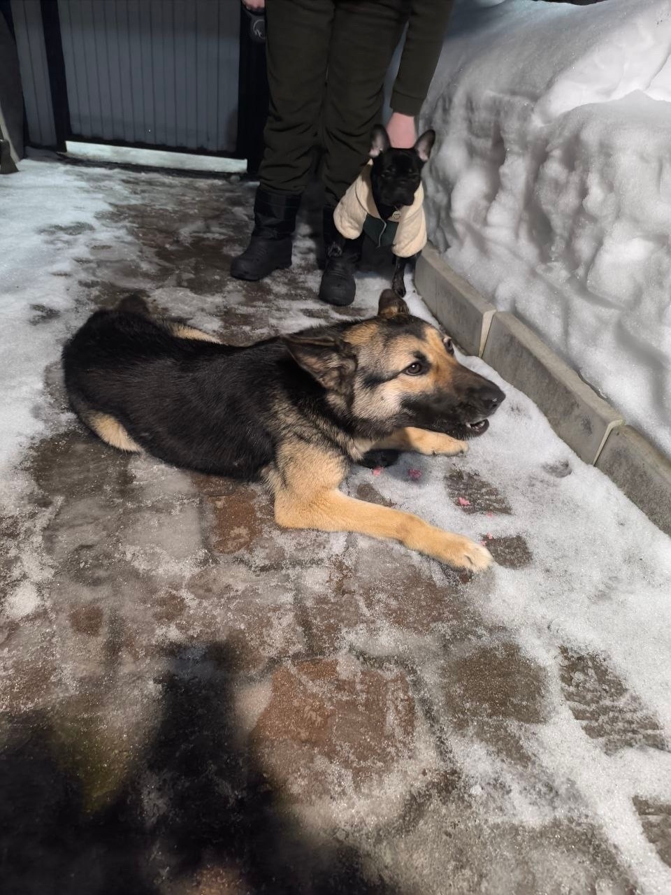 Пропала собака в Туле — фото объявления