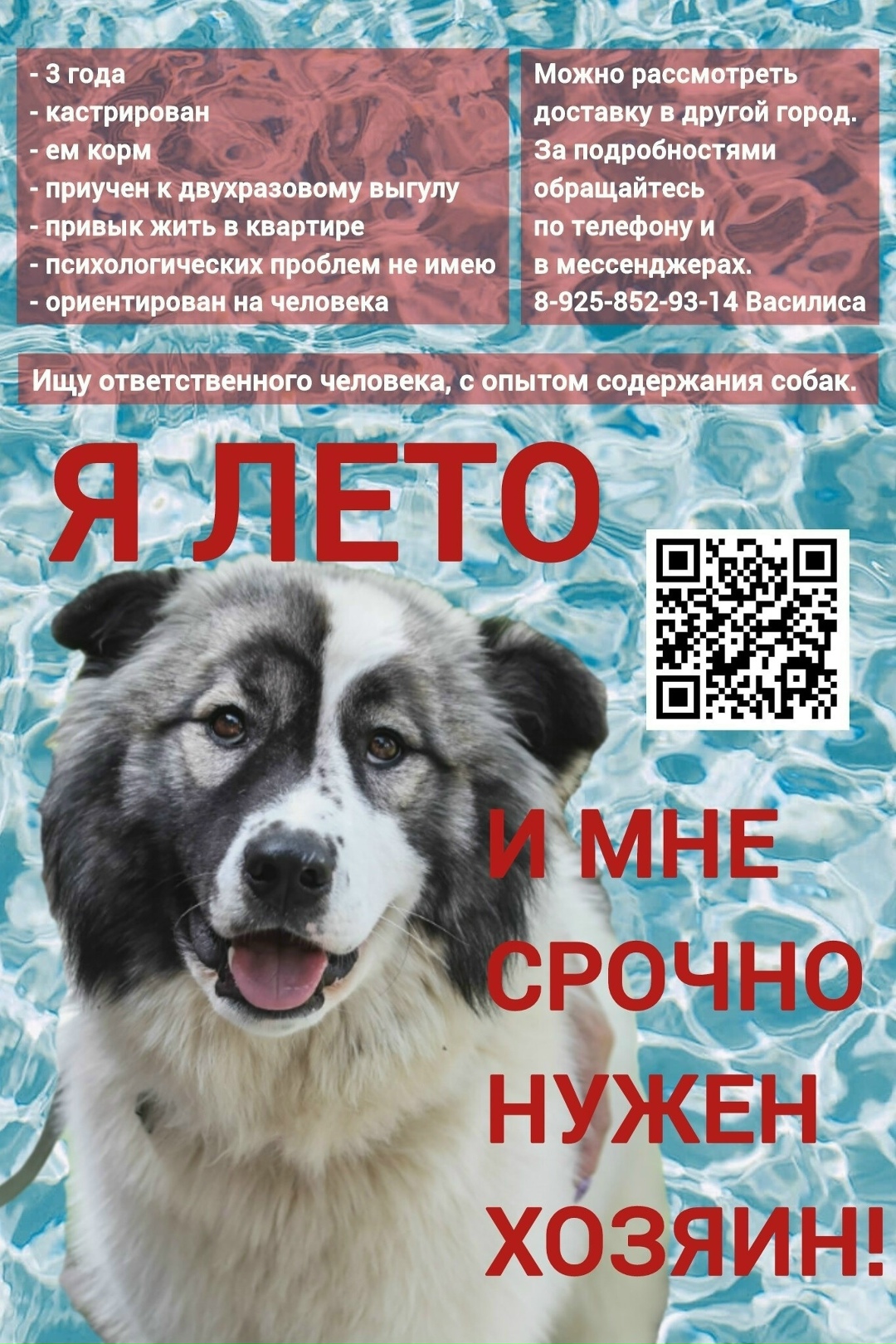 Пропала собака в Пскове — фото объявления