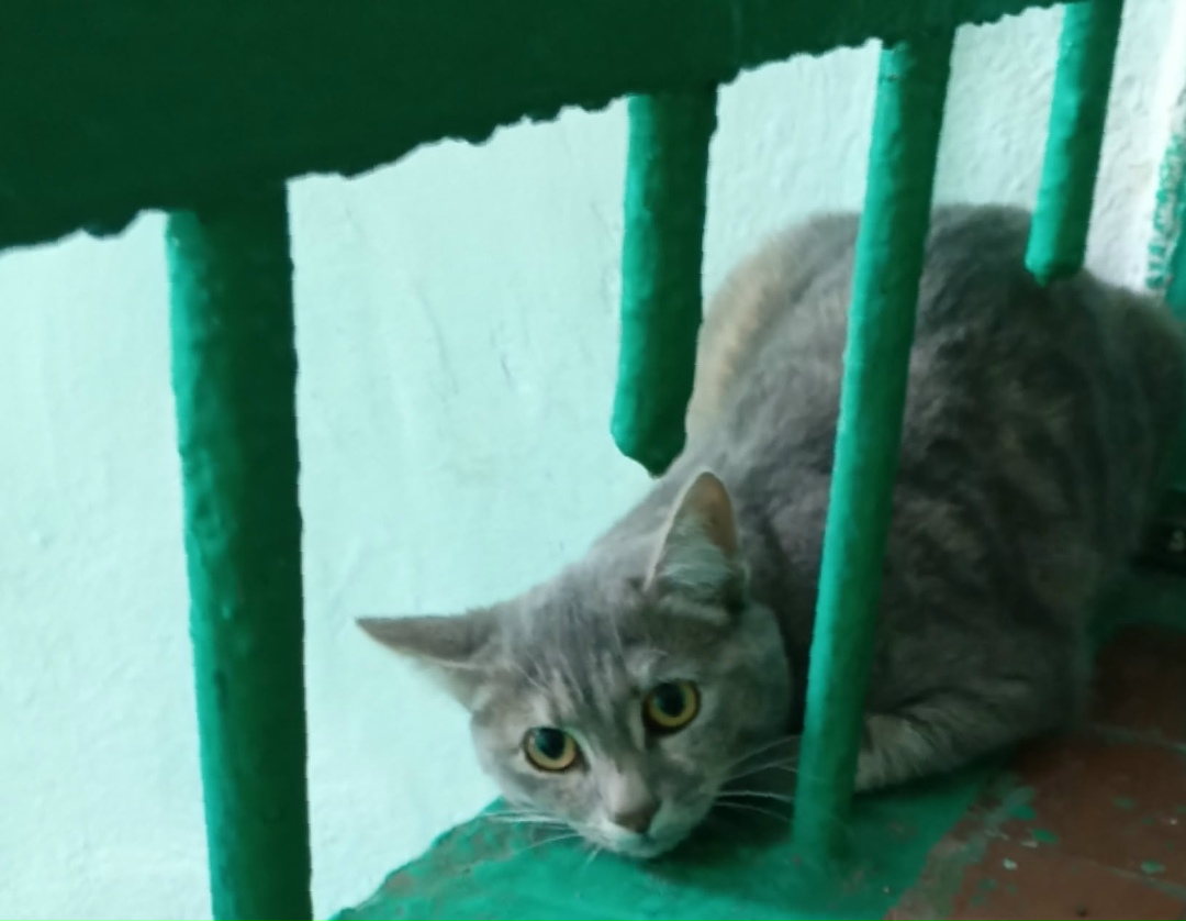 Пропала кошка в Магнитогорске — фото объявления